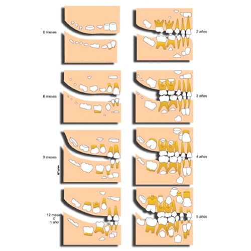 cronología de la erupción dental