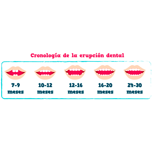 cronología de la erupción dental